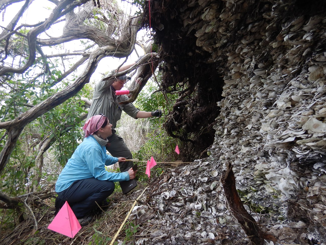 Two archeologists mapping a tall shell mound under twisted trees