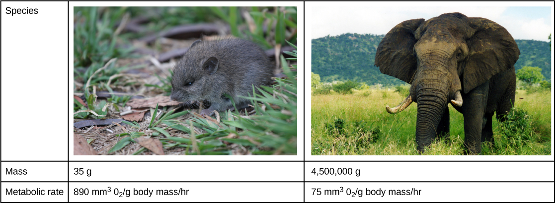 A mouse has an average mass of 35 grams and a metabolic rate of 890 millimeters cubed of oxygen per gram body mass per hour. The elephant has an average mass of 4,500 kg and a metabolic rate of 75 millimeters cubed of oxygen per gram body mass per hour.