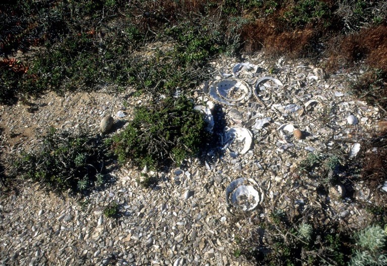 A shell midden on San Miguel Island