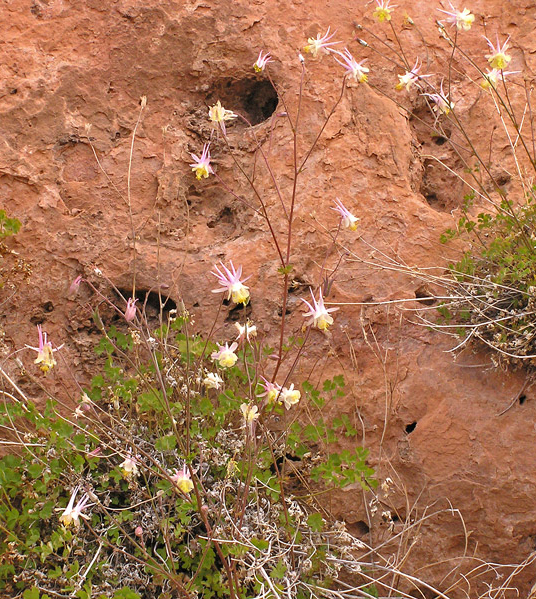 Pink flowers against a sandstone wall