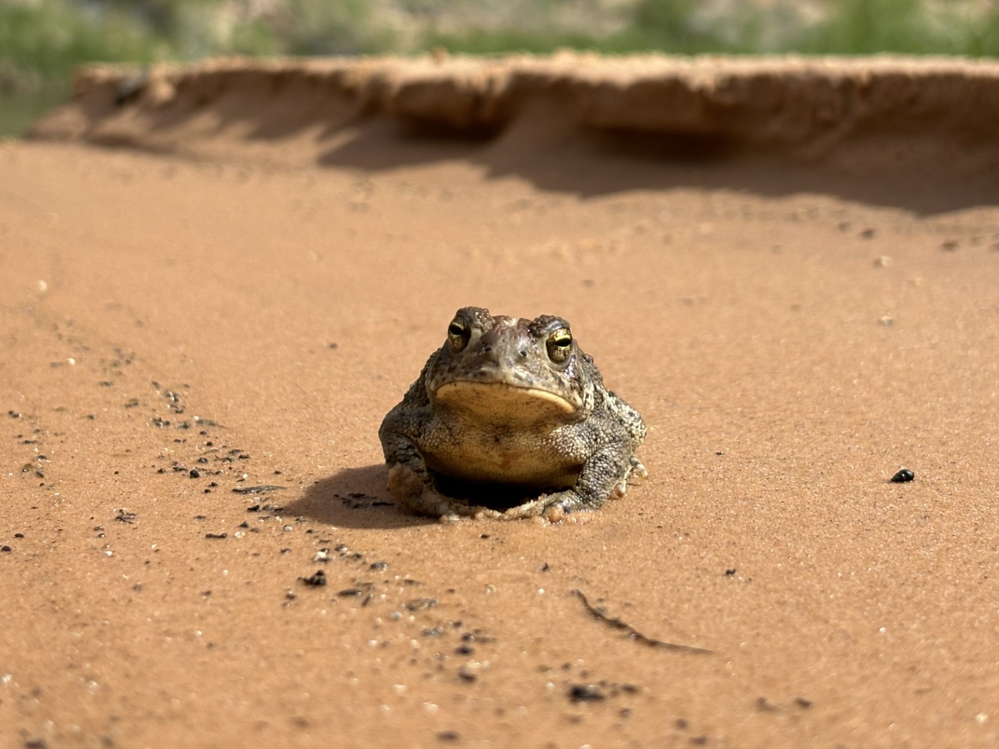 A toad sitting on red sand.
