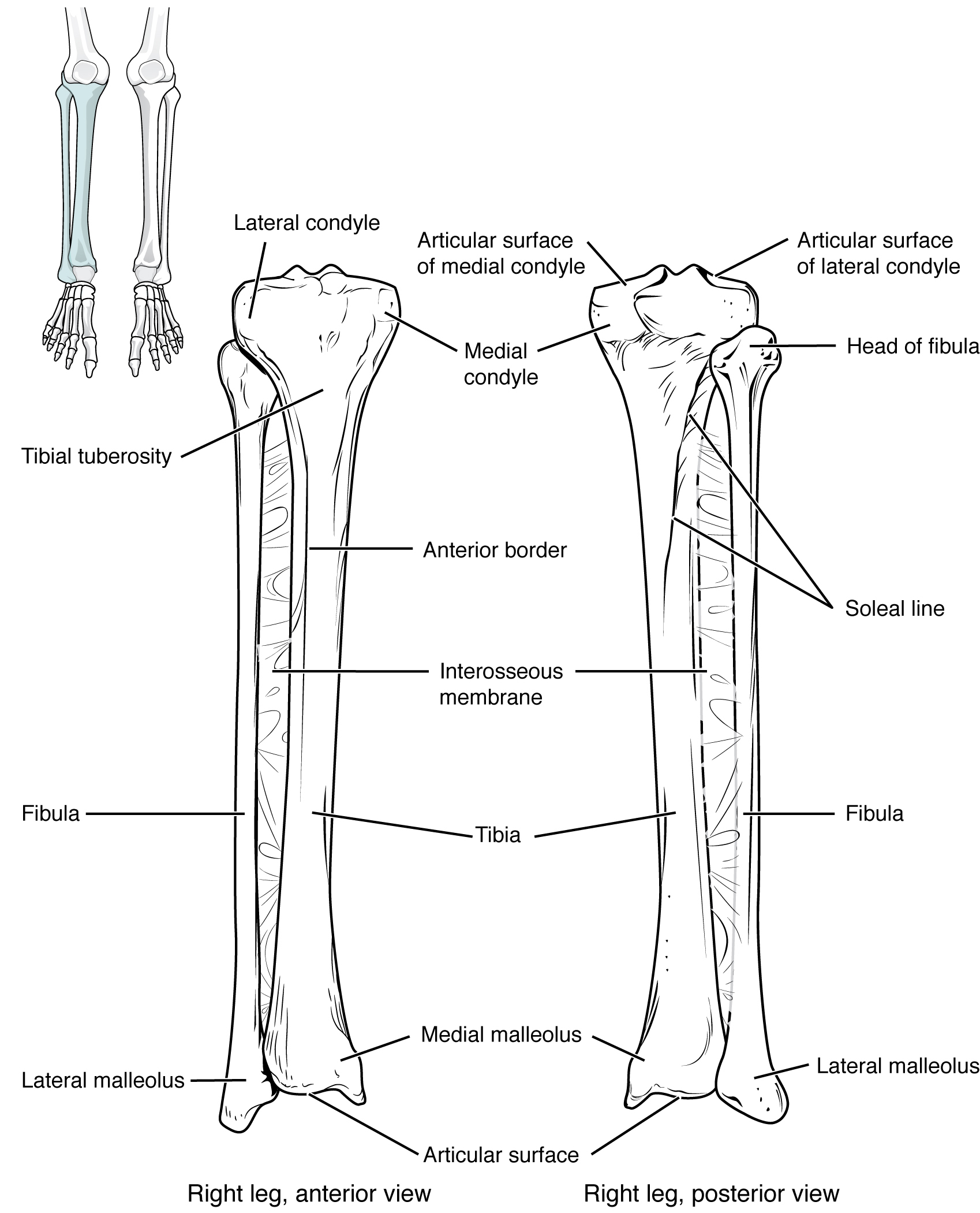 This image shows the structure of the tibia and the fibula. The left panel shows the anterior view, and the right panel shows the posterior view.
