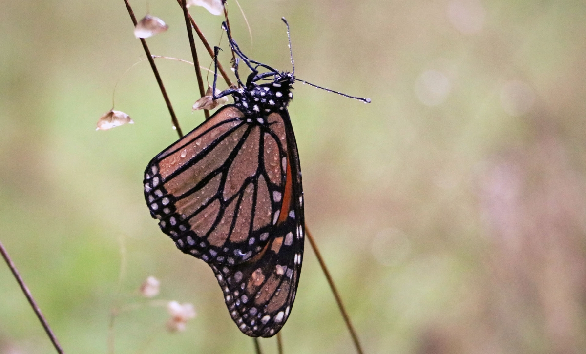 A monarch butterfly with raindrops on its wings sitting on a branch