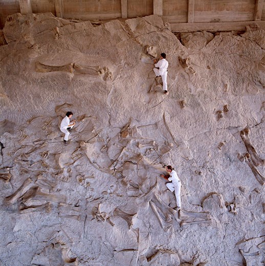 A tall wall of rock studded with dinosaur bones, with visitors for scale.