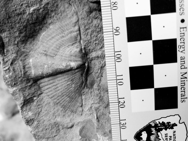 A spiral-ribbed brachiopod shell fossil.