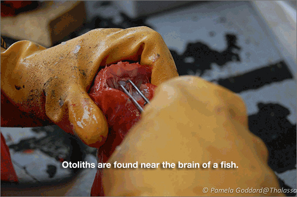 Otolith Extraction