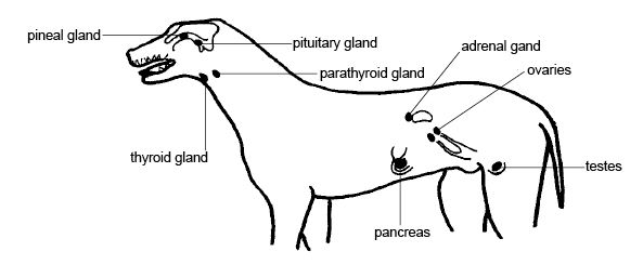 Anatomy and physiology of animals Main endocrine organs of the body