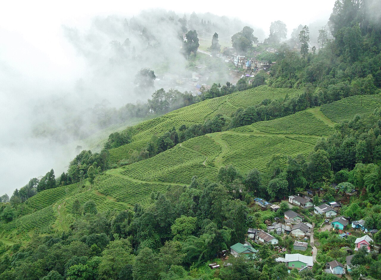 দার্জিলিংয়ে চা বাগান