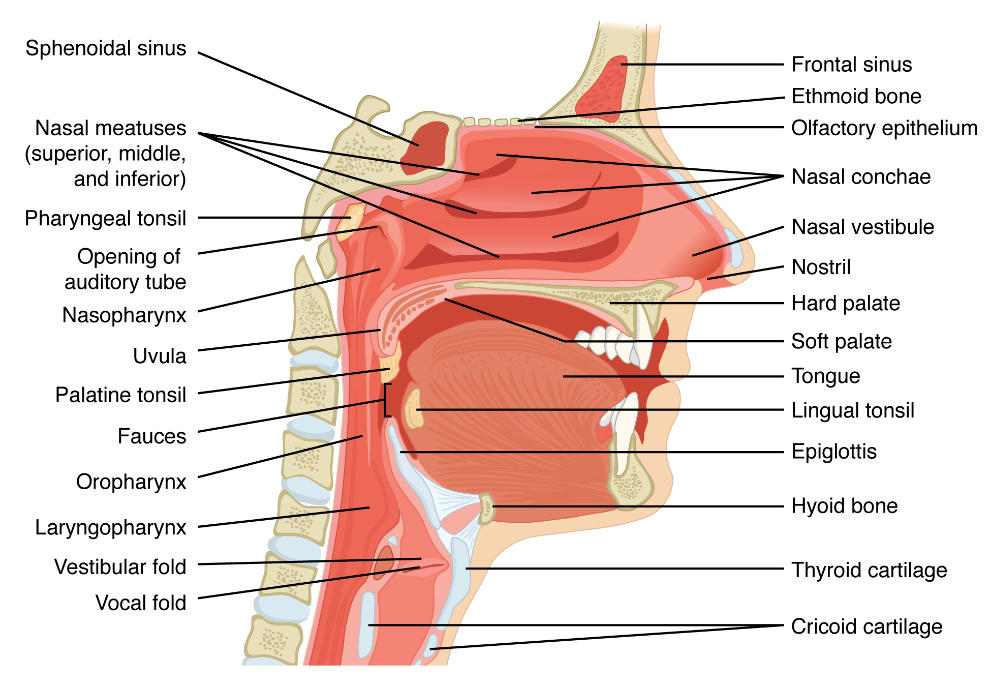 This figure shows a cross section view of the nose and throat. The major parts are labeled.