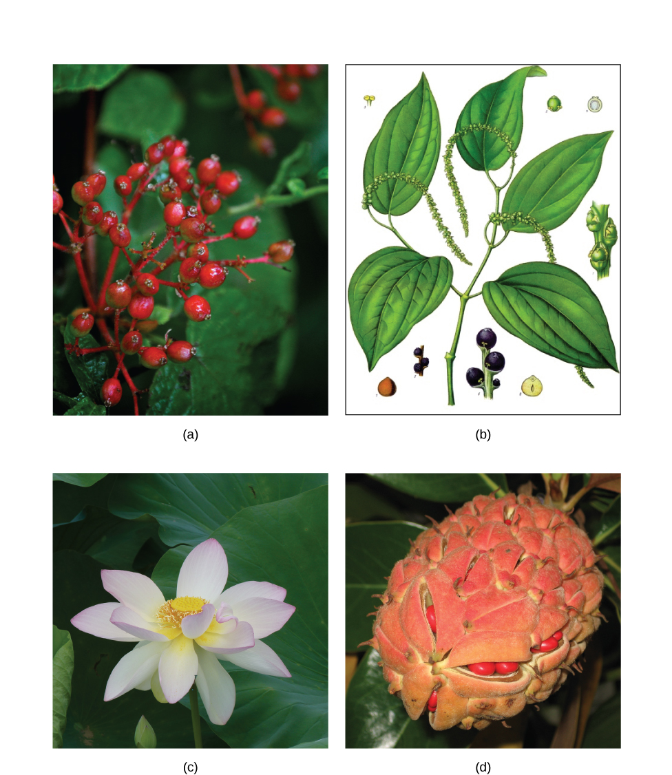 Photo A depicts a common spicebush plant with bright red berries growing at the tips of red stems. Illustration B shows a pepper plant with teardrop-shaped leaves and tiny flowers clustered on a long stem. Photo C shows lotus plants with broad, circular leaves and pink flowers growing in water. Photo D shows red magnolia seeds clustered in an egg-shaped pink sac scattered with small, brown spikes.