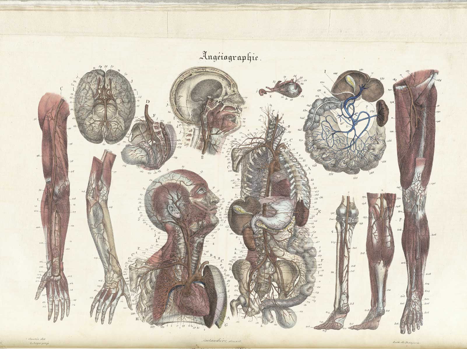 Plate 11 of Jean-Baptiste Sarlandière's Anatomie méthodique, ou Organographie humaine en tableaux synoptiques, avec figures, featuring the angeiographie or blood vessels throughout the body.