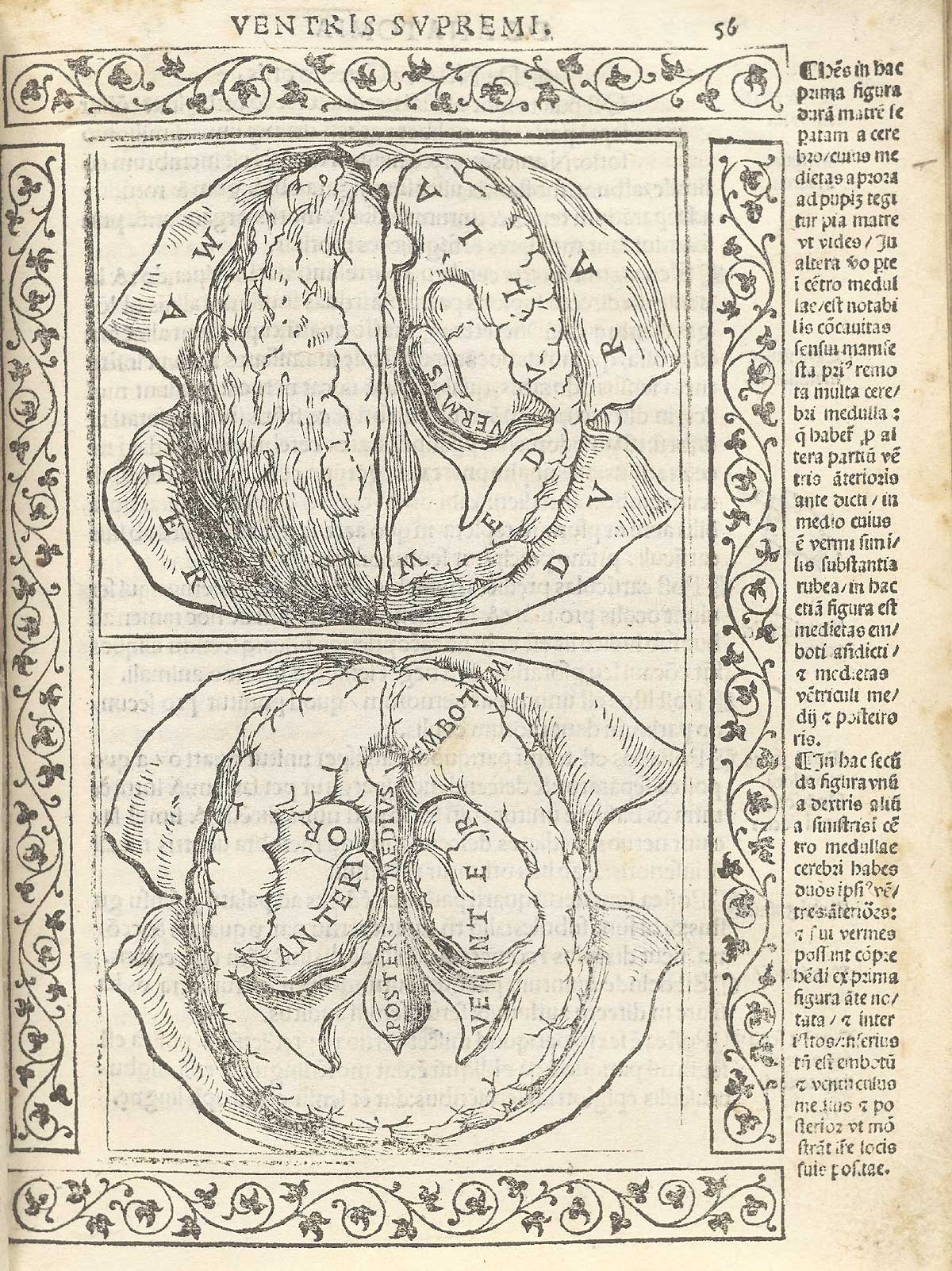 Two dissections of the brain, from above and below