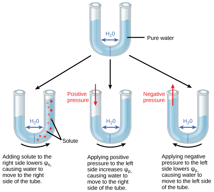 Illustration shows a U-shaped tube holding pure water. A semipermeable membrane, which allows water but not solutes to pass, separates the two sides of the tube. The water level on each side of the tube is the same. Beneath this tube are three more tubes, also divided by semipermeable membranes. In the first tube, solute has been added to the right side. Adding solute to the right side lowers psi-s, causing water to move to the right side of the tube. As a result, the water level is higher on the right side. The second tube has pure water on both sides of the membrane. Positive pressure is applied to the left side. Applying positive pressure to the left side causes psi-p to increase. As a results, water moves to the right so that the water level is higher on the right than on the left. The third tube also has pure water, but this time negative pressure is applied to the left side. Applying negative pressure lowers psi-p, causing water to move to the left side of the tube. As a result, the water level is higher on the left.