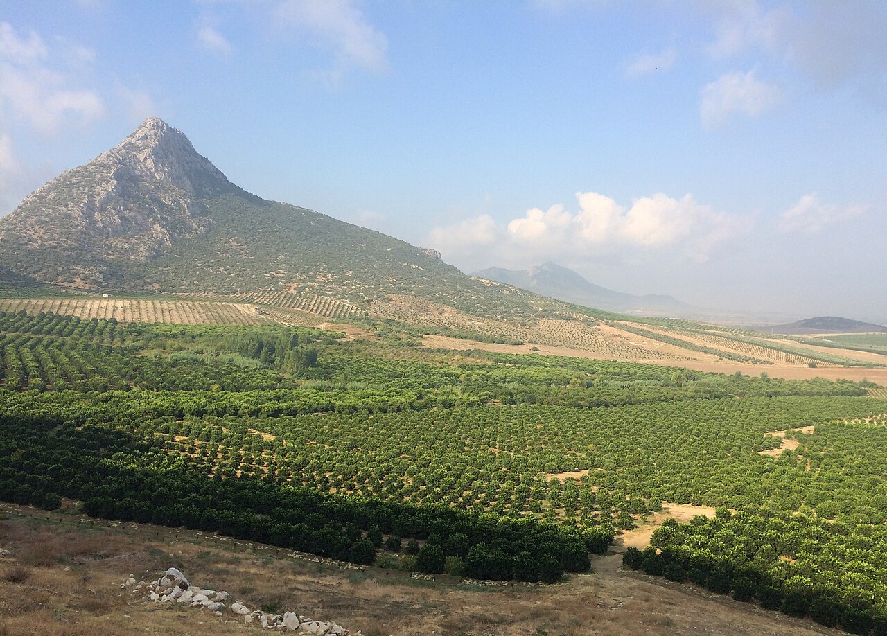 আদানের কাছে লেবুজাতীয় ফলের বাগান