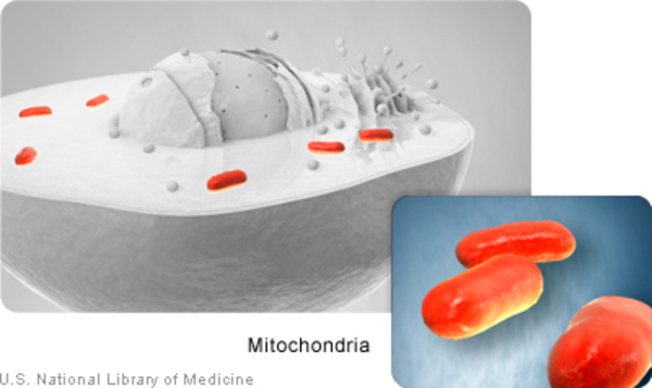 Mitochondria are structures within the cell cytoplasm.