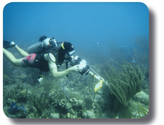 The frequency of monitoring of long-term transects on U.S. Virgin Islands coral reefs was increased to every 2-4 months in response to widespread bleaching and disease.