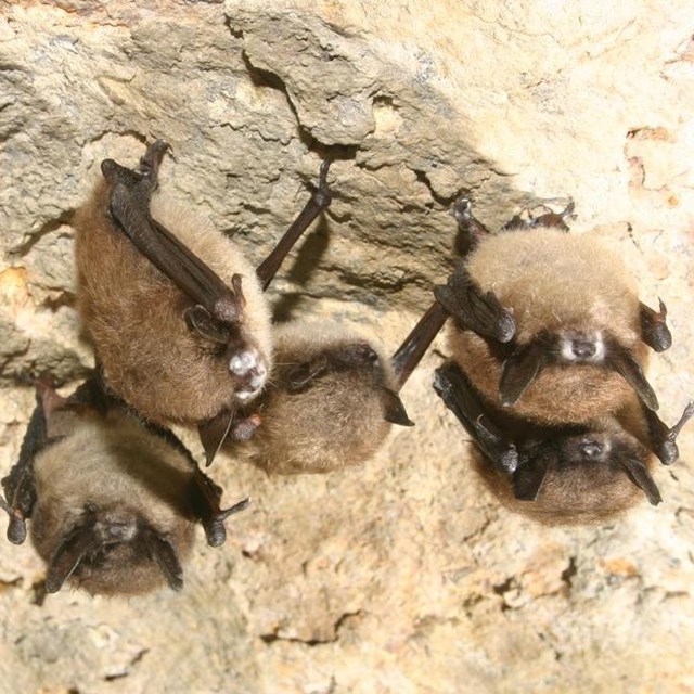 Five small brown bats on a wall, four with white fuzz around their noses