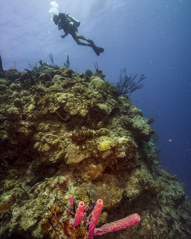 A diver above a coral reef.