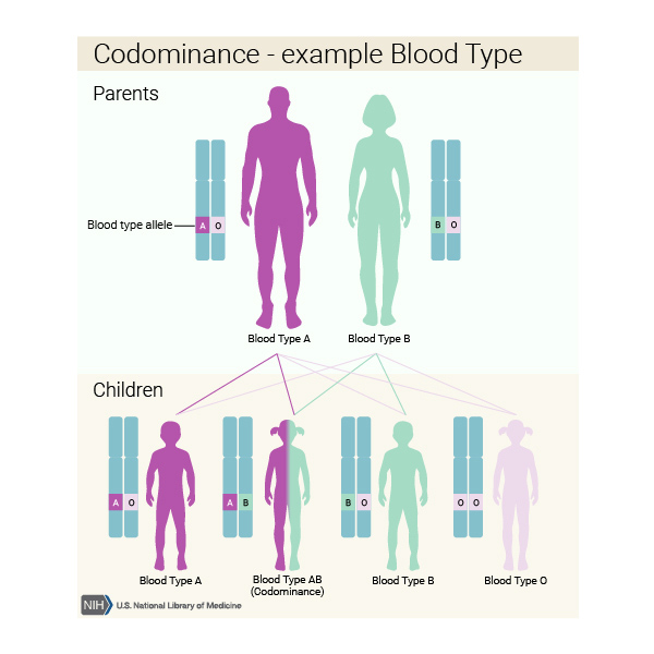 ABO blood type is an example of a trait with codominant inheritance.