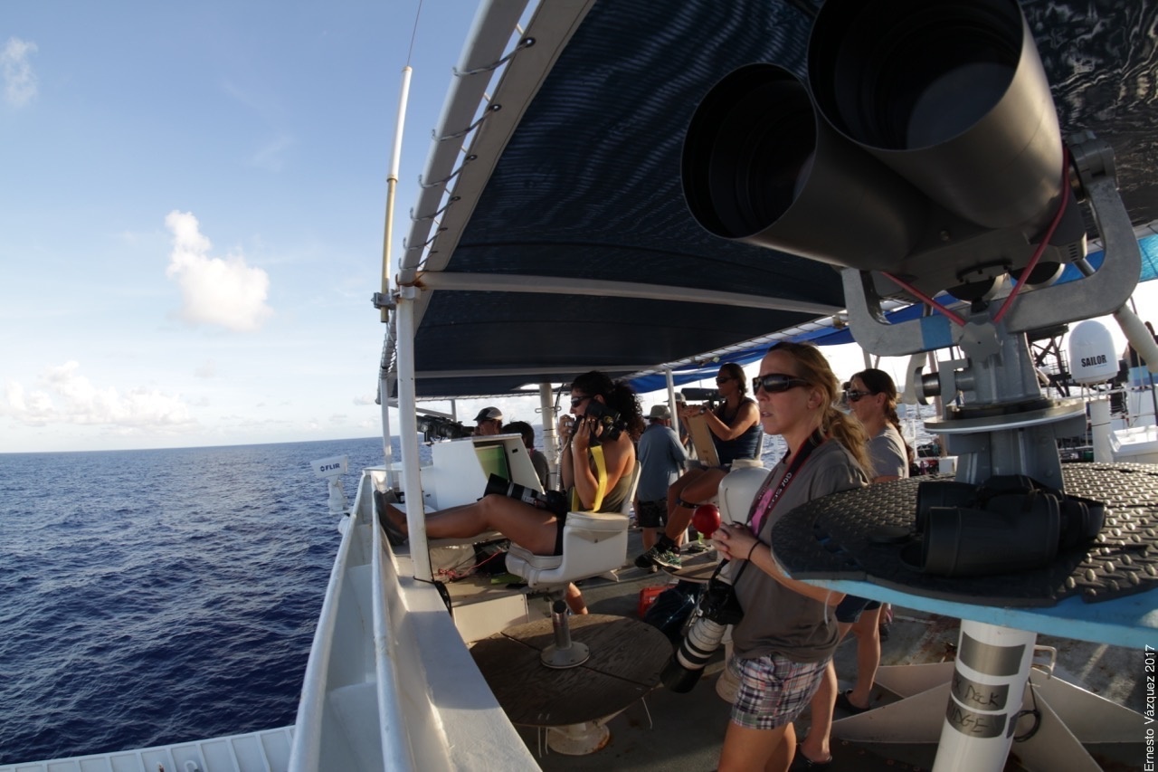 Observers on a ship’s flying bridge watching for whales