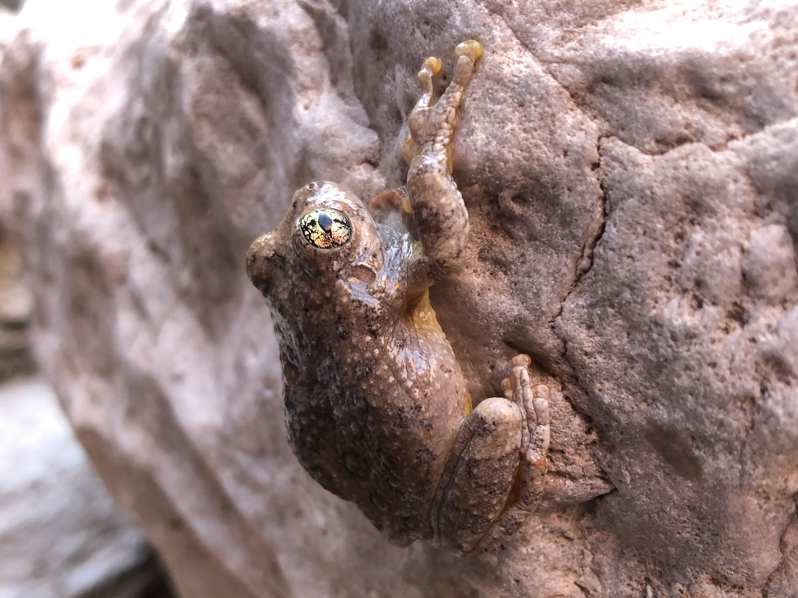 A small, sandstone-colored treefrog clinging to rock.