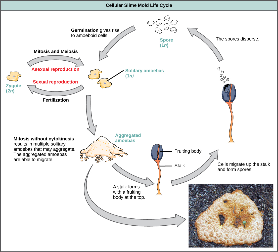 The cellular slime mold asexual life cycle begins when 1n spores germinate, giving rise to solitary amoeboid cells. The solitary amoebas undergo mitosis, and may aggregate to form aggregated amoebas. The aggregated amoebas are able to migrate. A stalk with a fruiting body at the top forms in the aggregated amoebas. Cells migrate up the stalk and form spores that disperse, completing the asexual life cycle. The cellular slime mold sexual life cycle begins when solitary amoebas undergo fertilization, resulting in a 2n zygote. The zygote undergoes mitosis and meiosis, resulting in more 1 n solitary amoebas.