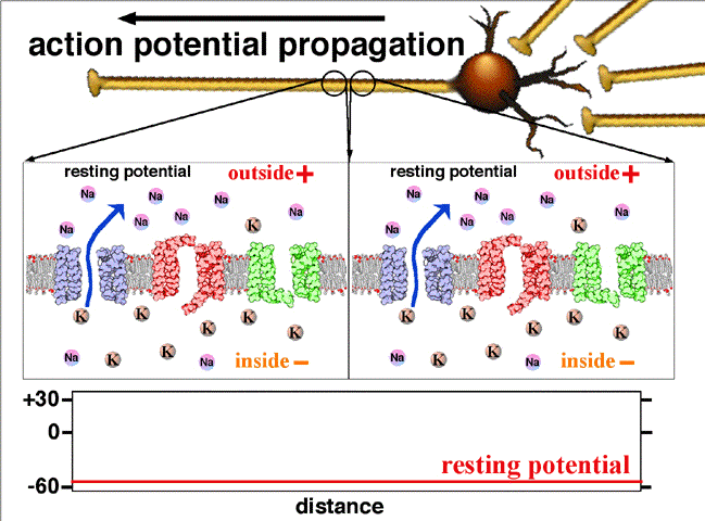 The propagation of an action potential.