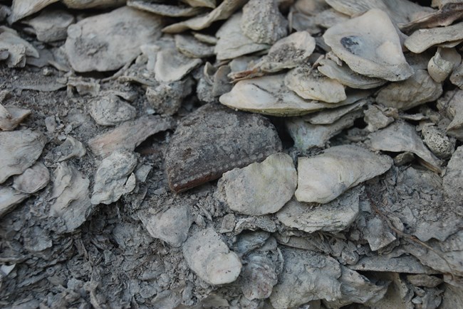 A close-up of a shell mound with a piece of decorated pottery among the oyster shells