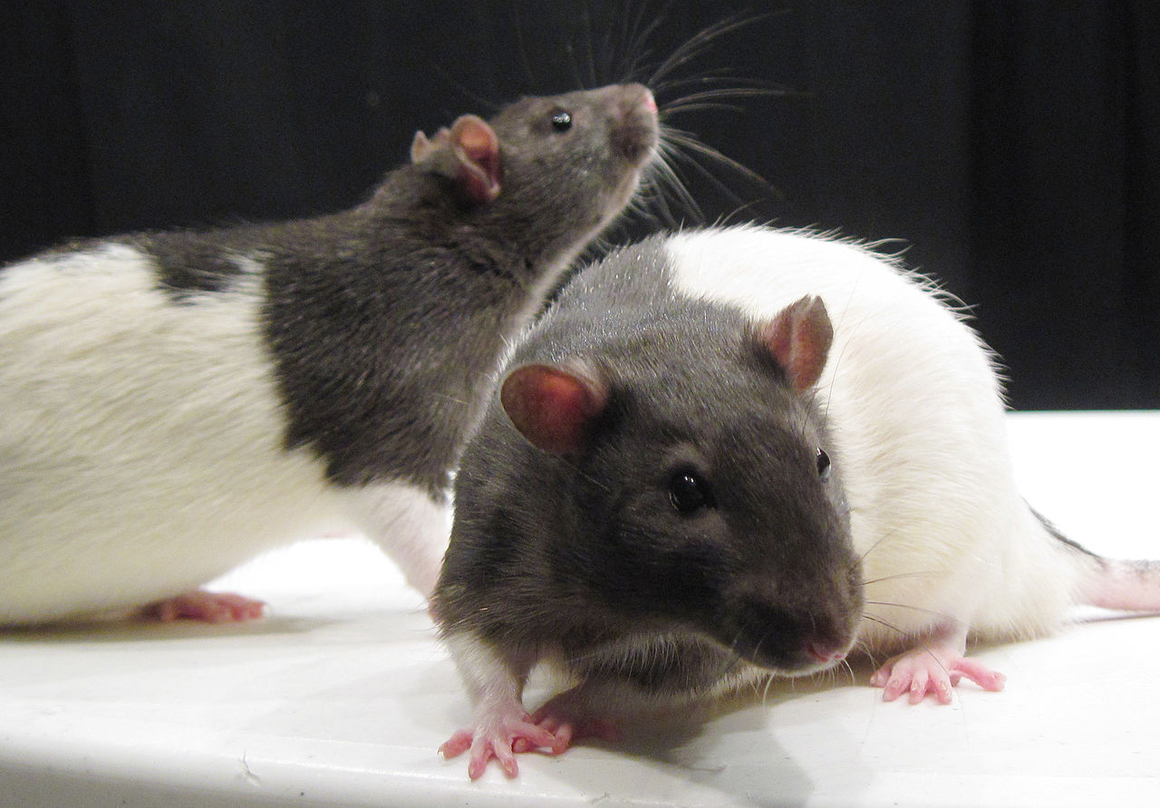 Rats account for 84% of animals used in experiments. 19