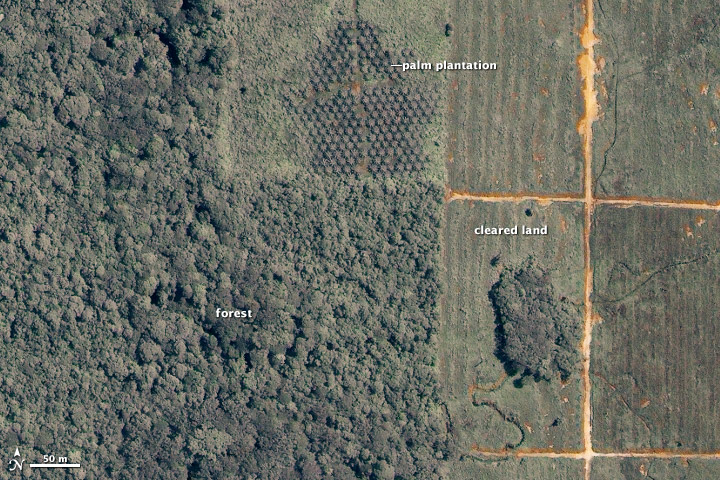 Deforestation in Borneo for Palm Oil Plantations has destroyed major ecosystems.