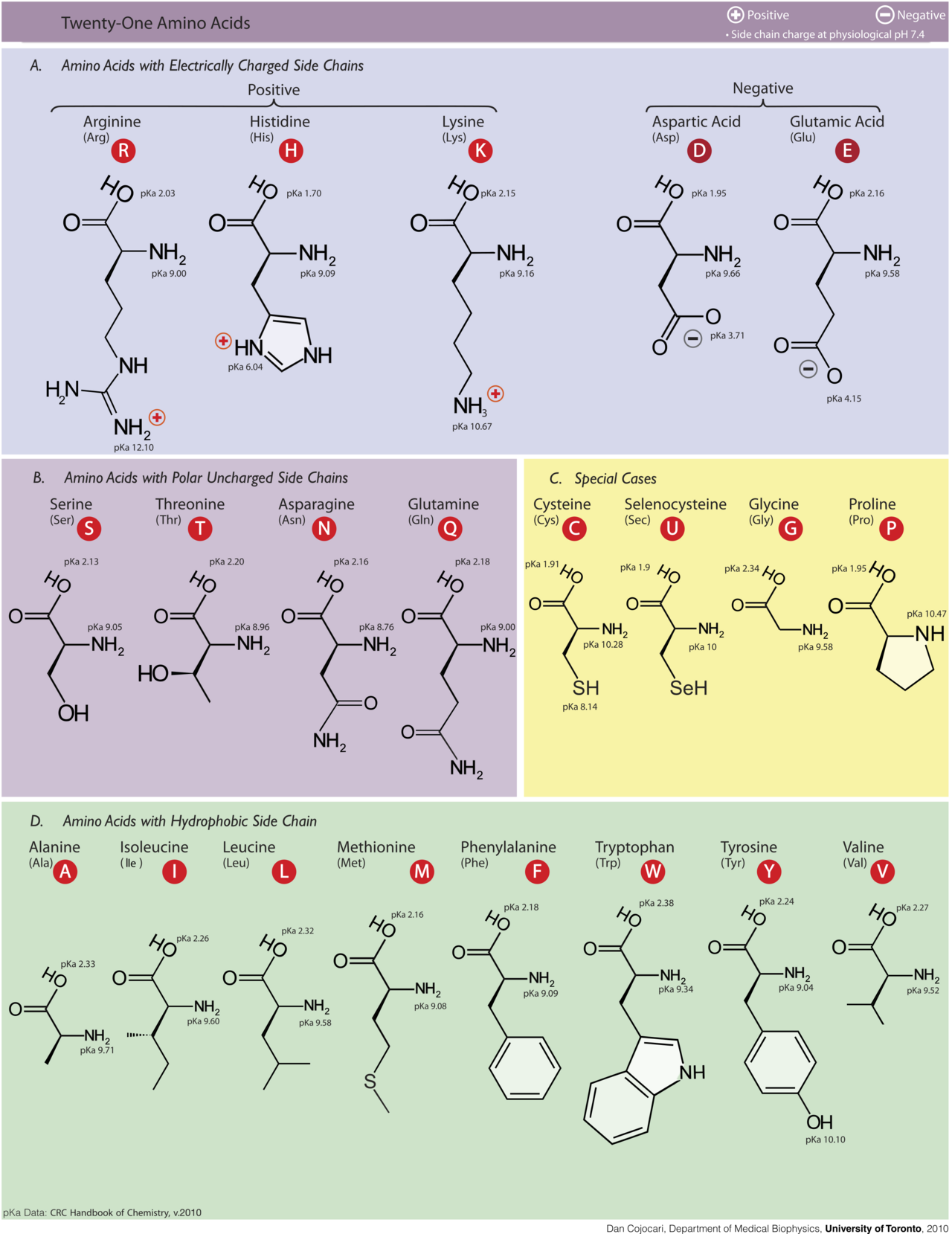 The 20 Amino Acids