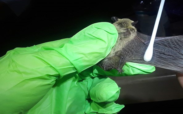 A gloved hand holds a small brown bat while its wing is swabbed.