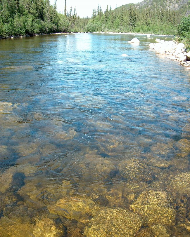 Clear water flowing over a rocky riverbed, with forested banks.