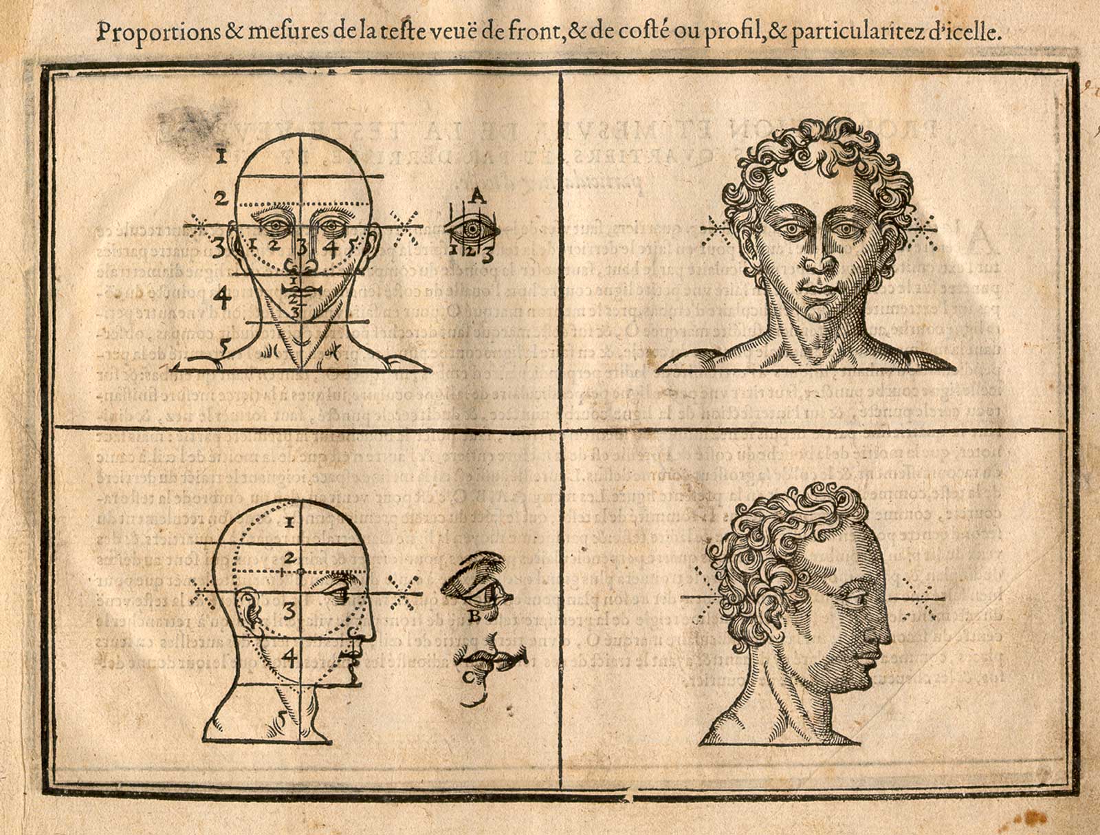 Four heads, two face on and two in profile, one of each with proportion lines