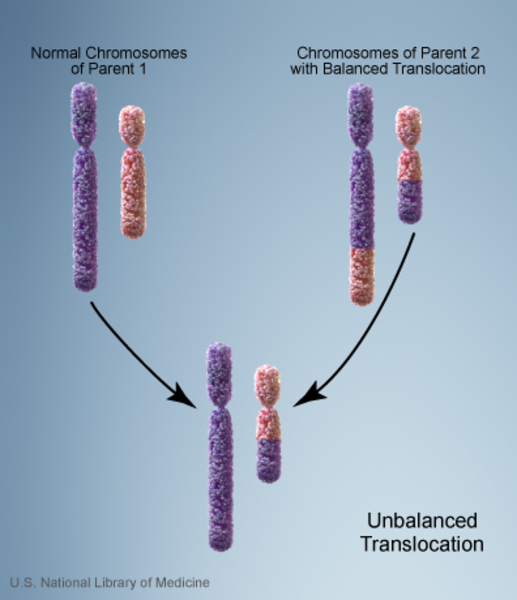 A balanced translocation can become unbalanced in the next generation, with extra or missing genetic material.