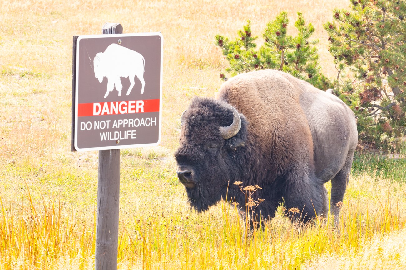 A bison stands beside a sign reading "Danger: do not approach wildlife"
