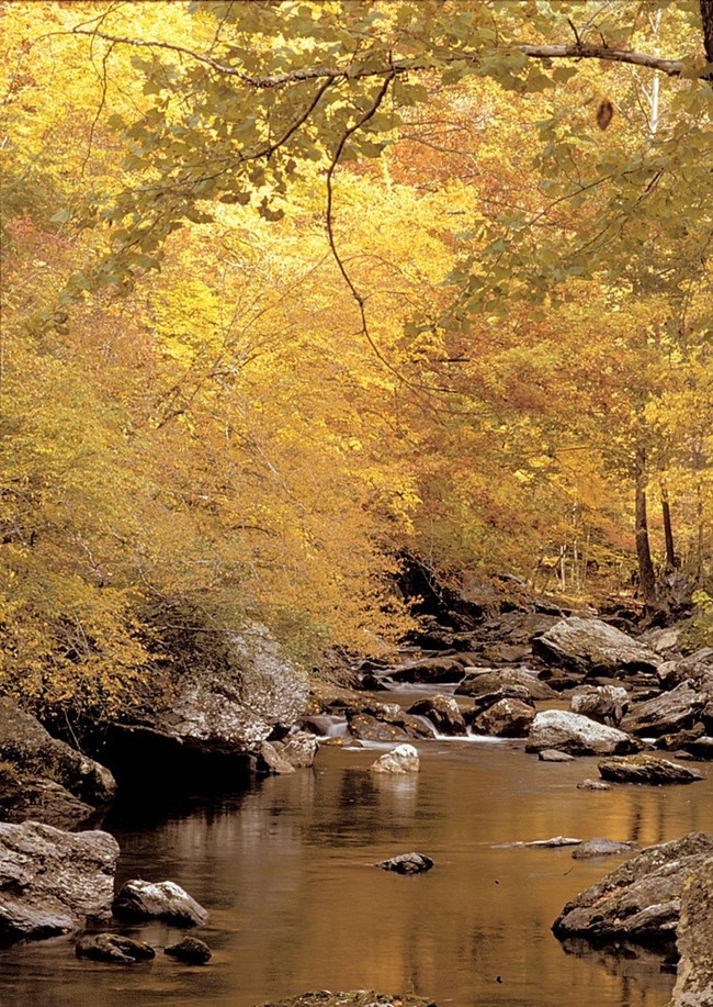 A quiet stream lined with golden-leaved trees.