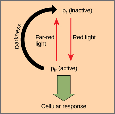Diagram shows the active (Pr) and inactive (Pfr) forms of phytochrome. An arrow indicates that red light converts the inactive form to the active form. Far-red light or darkness converts the active form back to the inactive form. When phytochrome is active, a cellular response occurs.