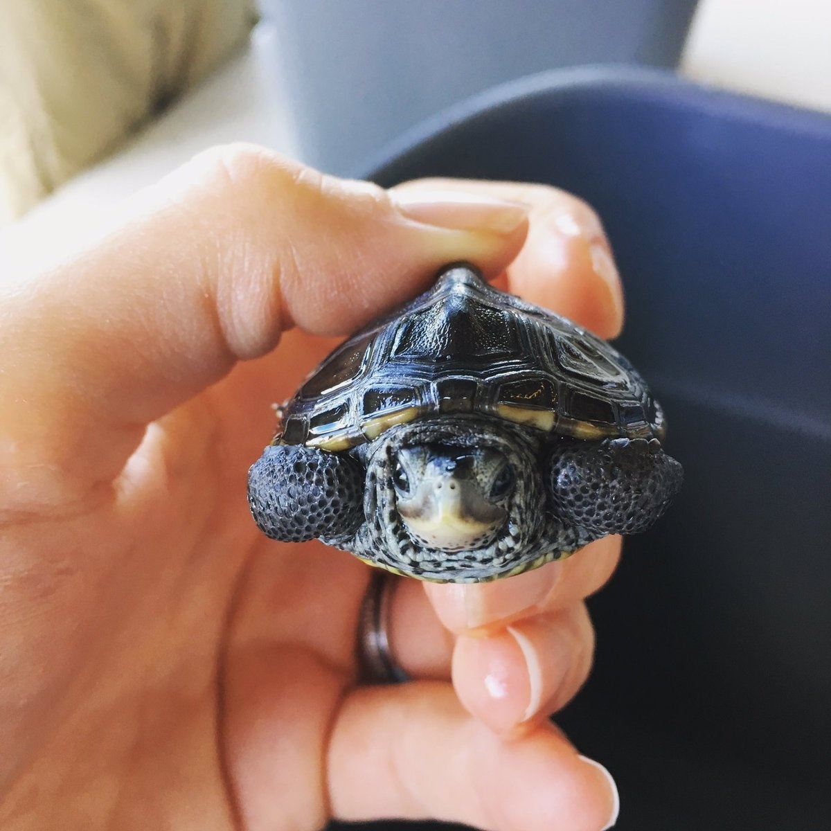 A newly hatched diamondback terrapin