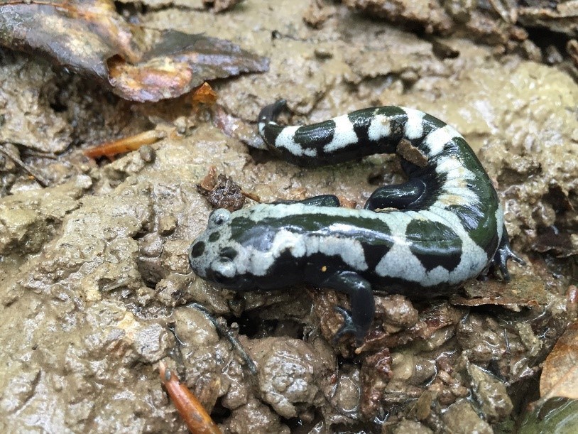 A black-and-white banded marbled salamander on mud
