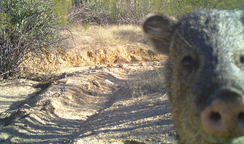 A javelina's snout and bristly face close up to the camera, in a sandy wash lined with desert shrubs.