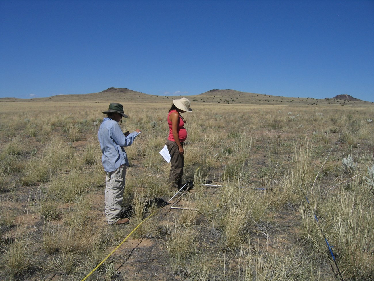 Two field biologists surveying vegetation in a grassland