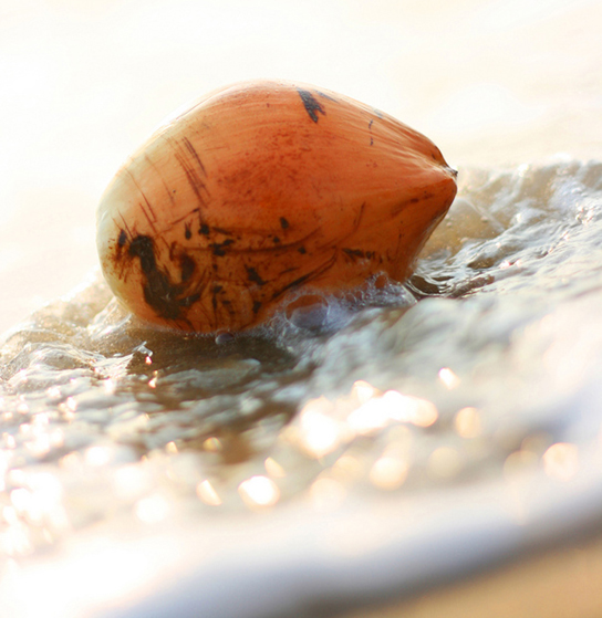 Part B shows a coconut floating in water.
