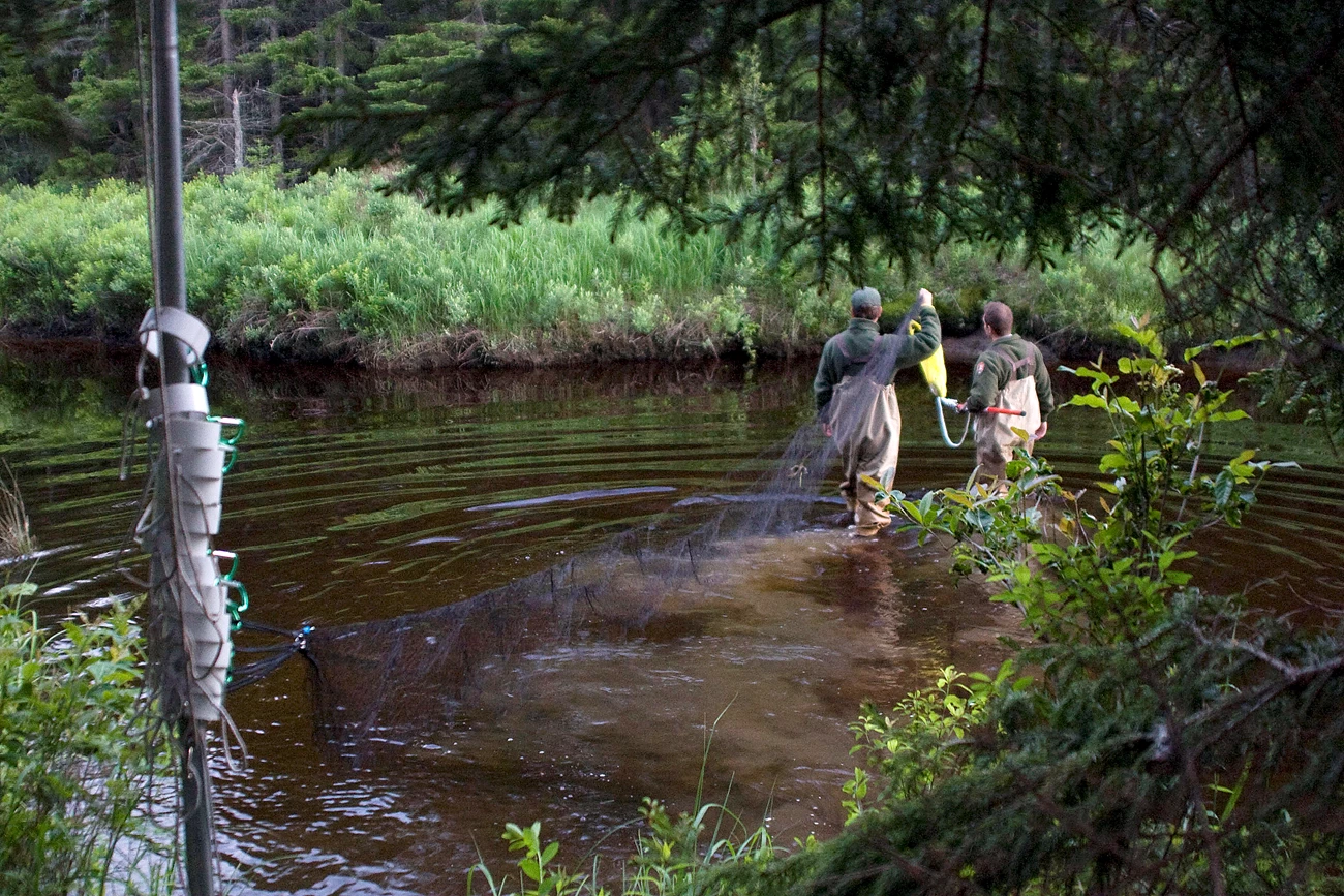 Two researchers in waders cross a stream carrying one end of a fine black net
