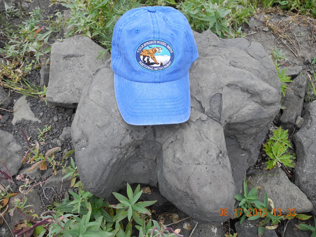 A hadrosaur footprint weathered loose from the surrounding rock.