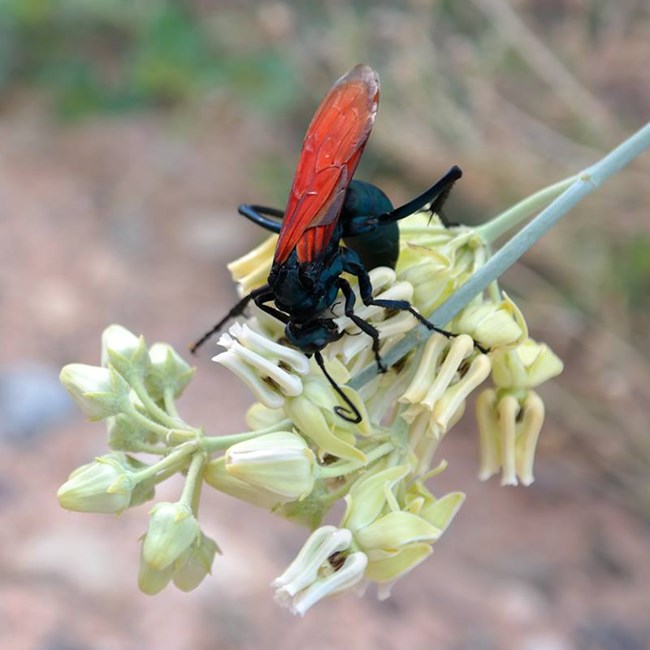 A tarantula hawk on a flower