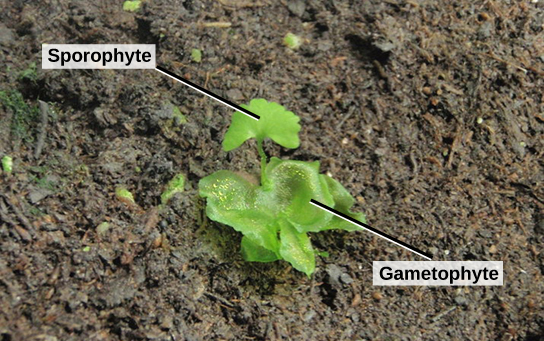 The photo shows a young sporophyte with a fan-shaped leaf growing from a lettuce-like gametophyte.
