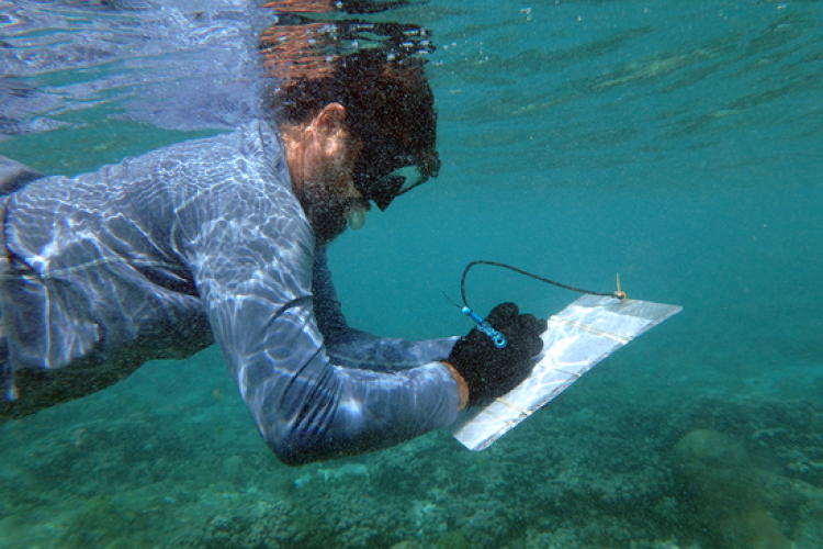 A diver in snorkel gear writes on an underwater writing slate