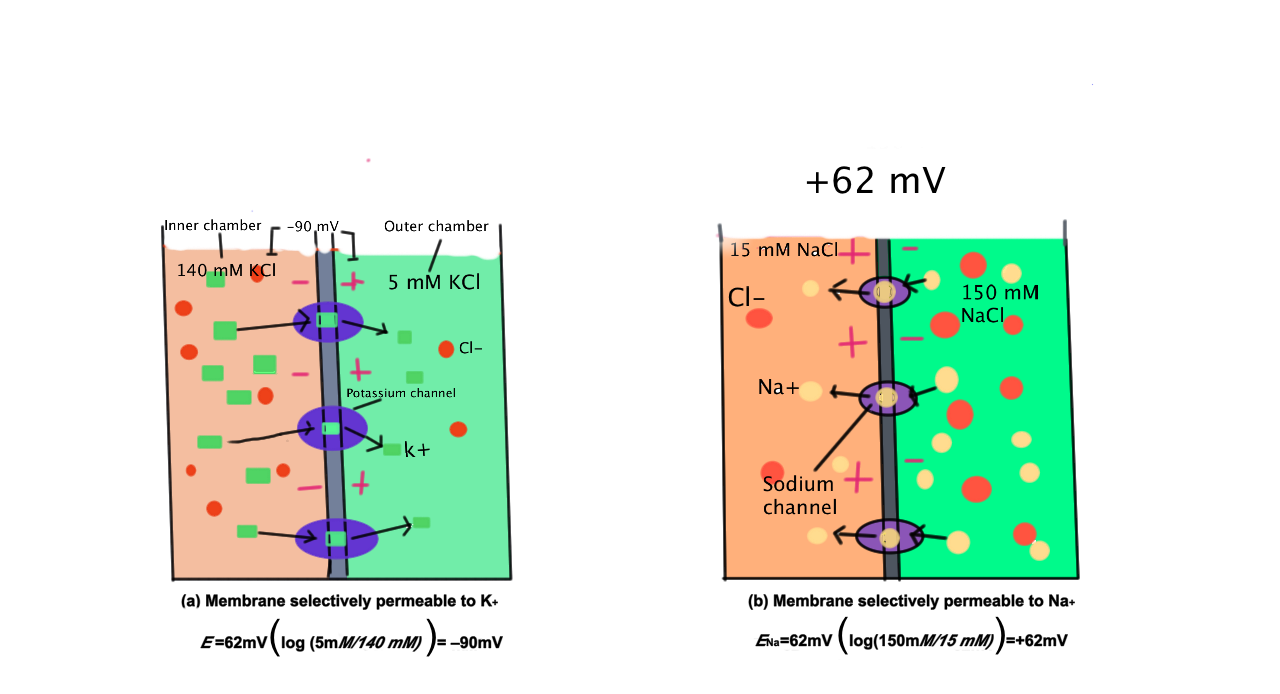 Modeling of the Resting Potential