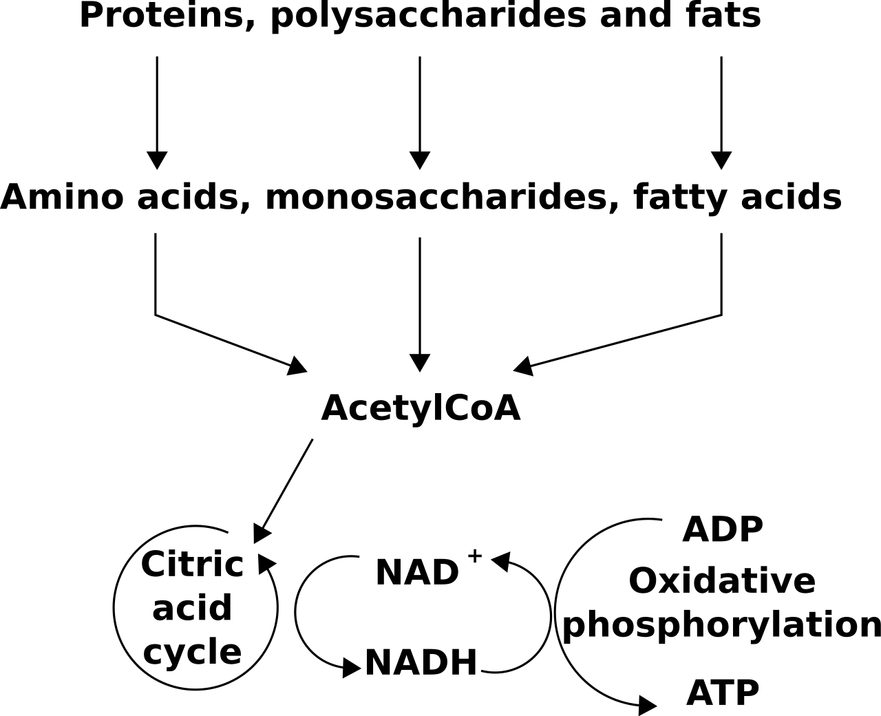 Catabolism